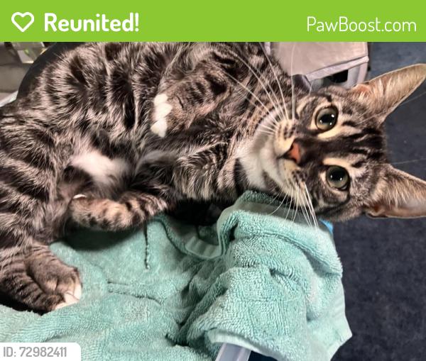 Reunited Female Cat last seen Court Place Burnsville Mn , Burnsville, MN 55337