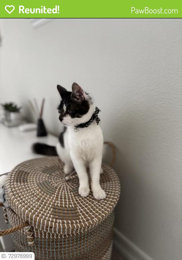Reunited Male Cat last seen On the street of Estrella de Mar, Carlsbad, CA 92009