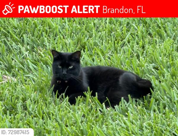 Lost Female Cat last seen E Lumsden Rd & Bryan Rd, Brandon, FL 33511