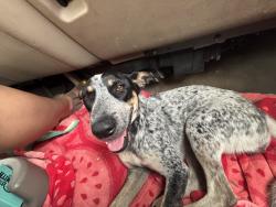Lost Female Dog last seen Kitty Hawk Rd., Converse, TX 78109