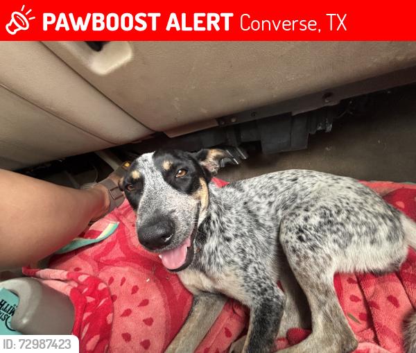 Lost Female Dog last seen Kitty Hawk Rd., Converse, TX 78109