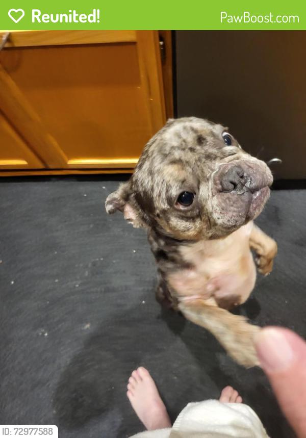 Reunited Male Dog last seen 134th Terrace and Byars Rd., Grandview, MO 64030
