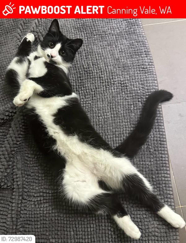 Lost Male Cat last seen Near Bottrell Way Canning Vale, Canning Vale, WA 6155