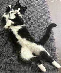 Lost Male Cat last seen Near Bottrell Way Canning Vale, Canning Vale, WA 6155
