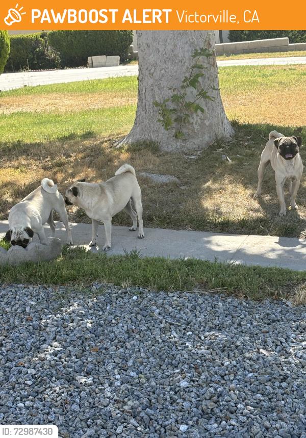 Found/Stray Unknown Dog last seen Laguna st & LaPaz, Victorville, CA 92395
