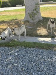 Found/Stray Unknown Dog last seen Laguna st & LaPaz, Victorville, CA 92395