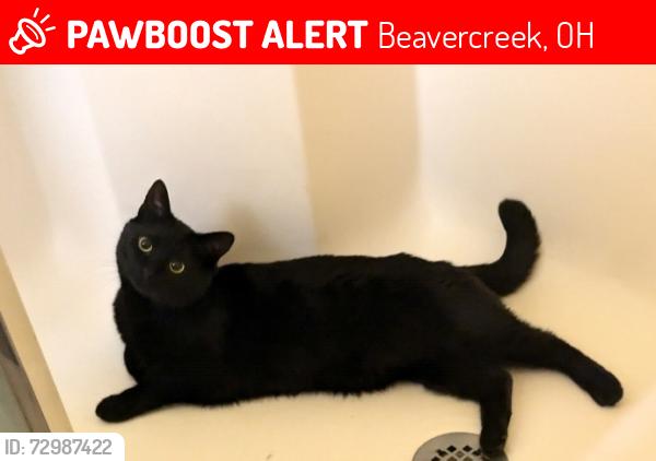 Lost Male Cat last seen Walnut Grove Ln and Darst Rd, Beavercreek, OH 45440