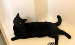 Lost Male Cat last seen Walnut Grove Ln and Darst Rd, Beavercreek, OH 45440