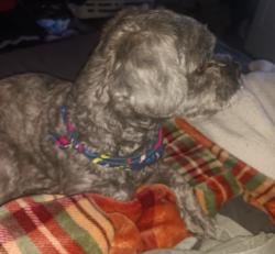 Reunited Male Dog last seen Willow Hill apmts , Justice, IL 60458