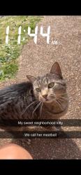 Lost Female Cat last seen Cinderhill cove, Memphis, TN 38016