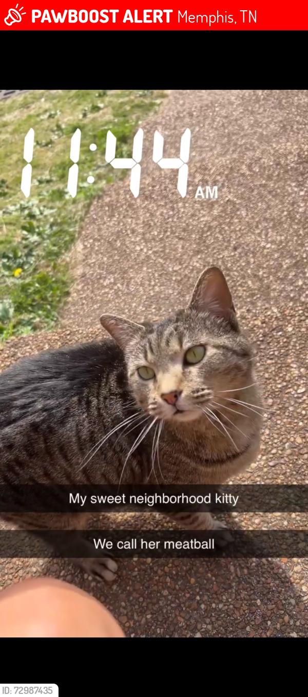 Lost Female Cat last seen Cinderhill cove, Memphis, TN 38016