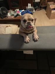 Found/Stray Female Dog last seen JACKMAN AND 10 WEST, Lancaster, CA 93535