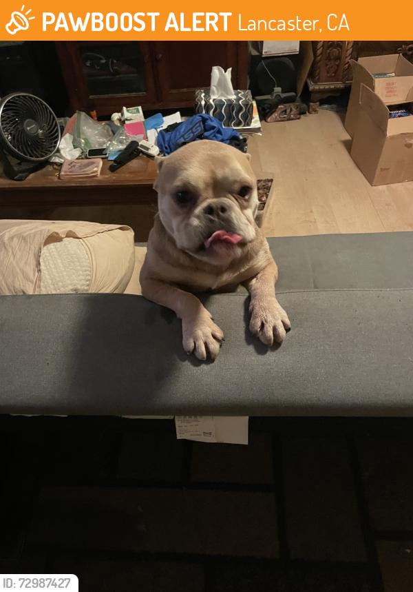 Found/Stray Female Dog last seen JACKMAN AND 10 WEST, Lancaster, CA 93535