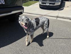 Reunited Male Dog last seen Gainsford Lane and Bankton Drive, Huntington Beach, CA 92649