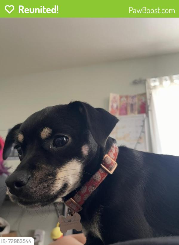 Reunited Female Dog last seen Pathfinder RD , Rowland Heights, CA 91748