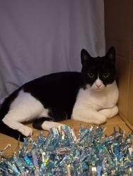 Lost Male Cat last seen Yonge and London (behind the mall/home depot), Newmarket, ON L3X 2X9