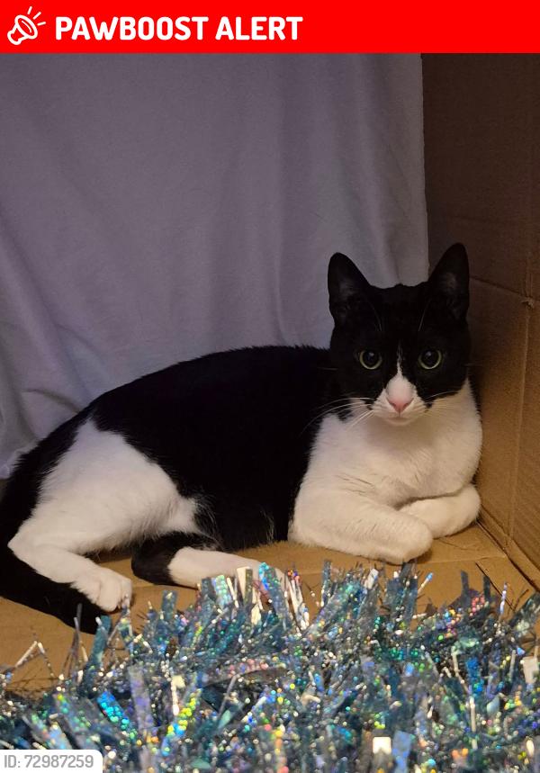 Lost Male Cat last seen Yonge and London (behind the mall/home depot), Newmarket, ON L3X 2X9