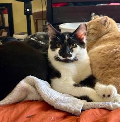 Lost Male Cat last seen Jeanne and Mary in Pleasant Hill, Pleasant Hill, CA 94523