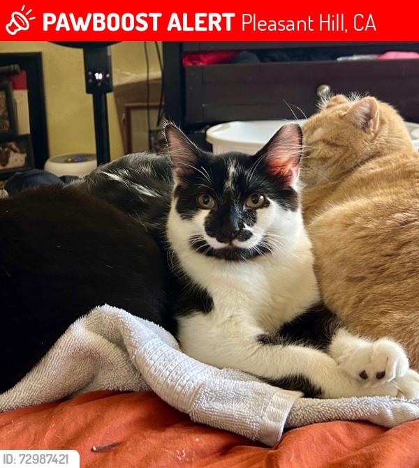 Lost Male Cat last seen Jeanne and Mary in Pleasant Hill, Pleasant Hill, CA 94523