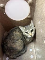 Shelter Stray Female Cat last seen Near Hercules Ave, CITY of El Paso, TX, 5001 Fred Wilson Ave, El Paso, TX 79906, USA