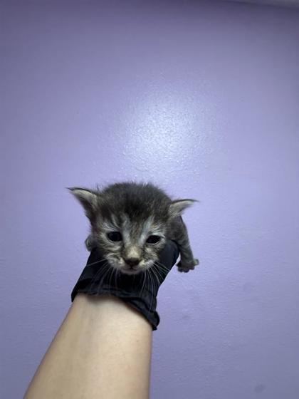 Shelter Stray Female Cat last seen Near Hercules Ave, CITY of El Paso, TX, 5001 Fred Wilson Ave, El Paso, TX 79906, USA