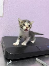 Shelter Stray Female Cat last seen Near Hercules Ave, CITY of El Paso, TX, 5001 Fred Wilson Ave, El Paso, TX 79906, USA