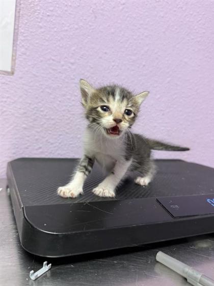 Shelter Stray Female Cat last seen Near Hercules Ave, CITY of El Paso, TX, 5001 Fred Wilson Ave, El Paso, TX 79906, USA