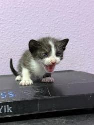 Shelter Stray Female Cat last seen Near Hercules Ave, CITY of El Paso, TX, 5001 Fred Wilson Ave, El Paso, TX 79906, USA
