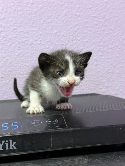 Shelter Stray Female Cat last seen Near Hercules Ave, CITY of El Paso, TX, 5001 Fred Wilson Ave, El Paso, TX 79906, USA