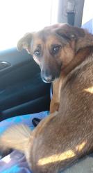 Reunited Female Dog last seen Near Sandyrock Ln, Antioch, TN 37013, USA, Nashville, TN 37013