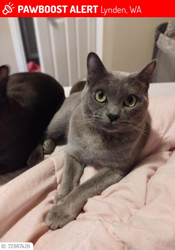 Lost Male Cat last seen Bluestem St , Lynden, WA 98264