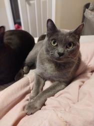 Lost Male Cat last seen Bluestem St , Lynden, WA 98264