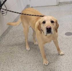 Shelter Stray Male Dog last seen NW Barry Rd & NW Barrybrooke Dr, KCMO, 64151, 64151, MO, 7077 Elmwood Ave, Kansas City, MO 64132, USA