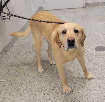 Shelter Stray Male Dog last seen NW Barry Rd & NW Barrybrooke Dr, KCMO, 64151, 64151, MO, 7077 Elmwood Ave, Kansas City, MO 64132, USA