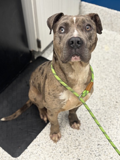 Shelter Stray Male Dog last seen Near MLK JR DR SW, Atlanta, GA, 1251 Fulton Industrial Blvd NW, Atlanta, GA 30336, USA