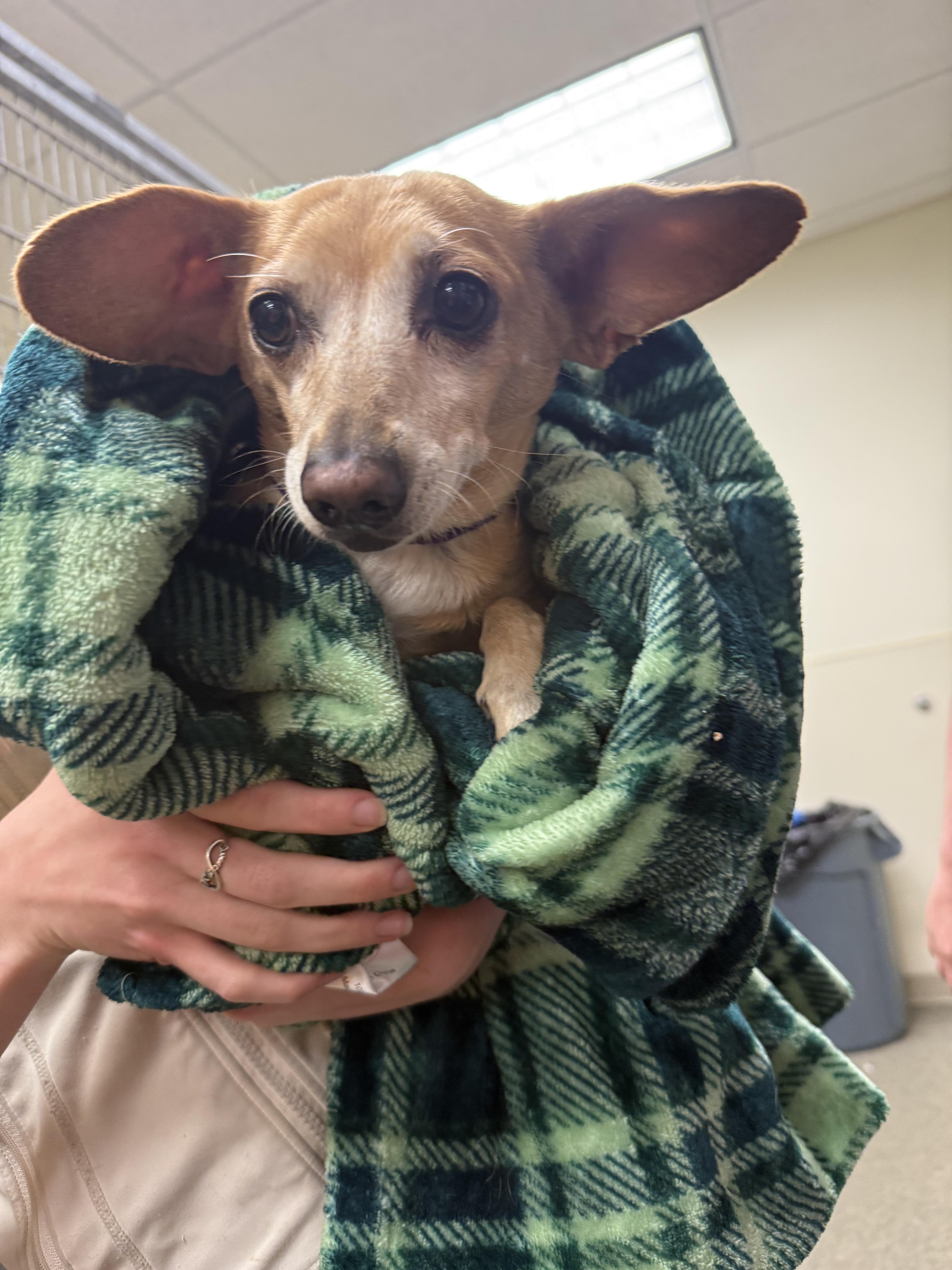 Shelter Stray Female Dog last seen Hicks Blvd. near Skyline, Fairfield, OH, 1820 Princeton Rd, Hamilton, OH 45011, USA