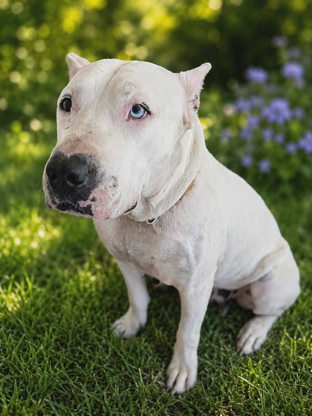 Shelter Stray Female Dog last seen Bamma Drive, Homosassa, FL, 4030 S Airport Rd, Inverness, FL 34450, USA