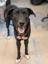 Shelter Stray Male Dog last seen N. Tram Rd, Hernando, MA, 4030 S Airport Rd, Inverness, FL 34450, USA