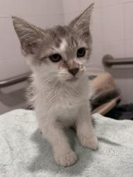 Shelter Stray Female Cat last seen property, Floral City, FL, 4030 S Airport Rd, Inverness, FL 34450, USA
