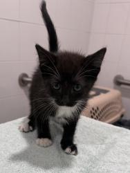 Shelter Stray Male Cat last seen property, Floral City, FL, 4030 S Airport Rd, Inverness, FL 34450, USA