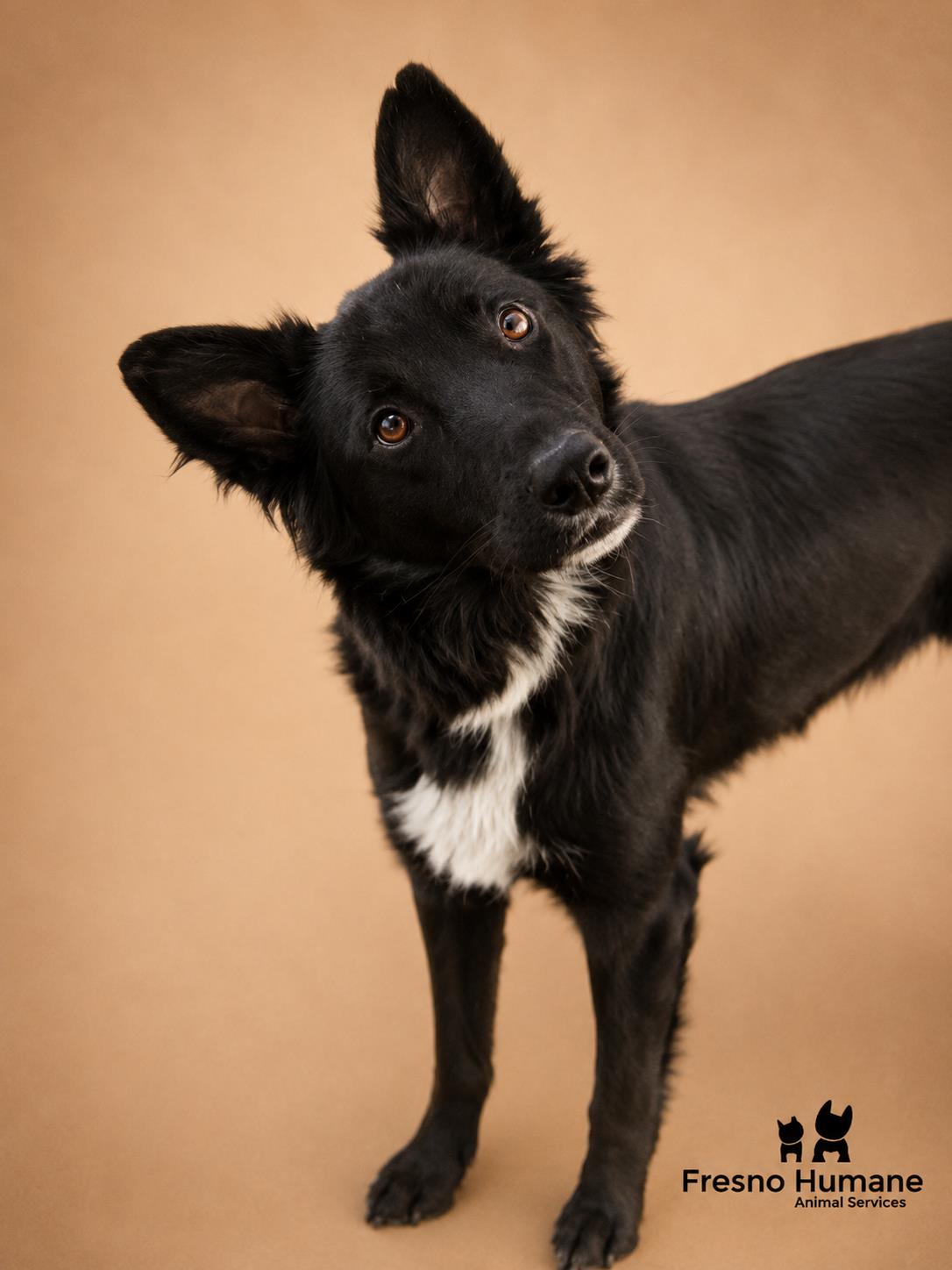 Shelter Stray Female Dog last seen Mitchell Ave & E Mountain View Ave, Selma Zone Fresno CO 3 93662, CA, 1510 W Dan Ronquillo Dr, Fresno, CA 93706, USA