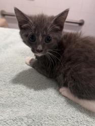 Shelter Stray Female Cat last seen property, Floral City, FL, 4030 S Airport Rd, Inverness, FL 34450, USA