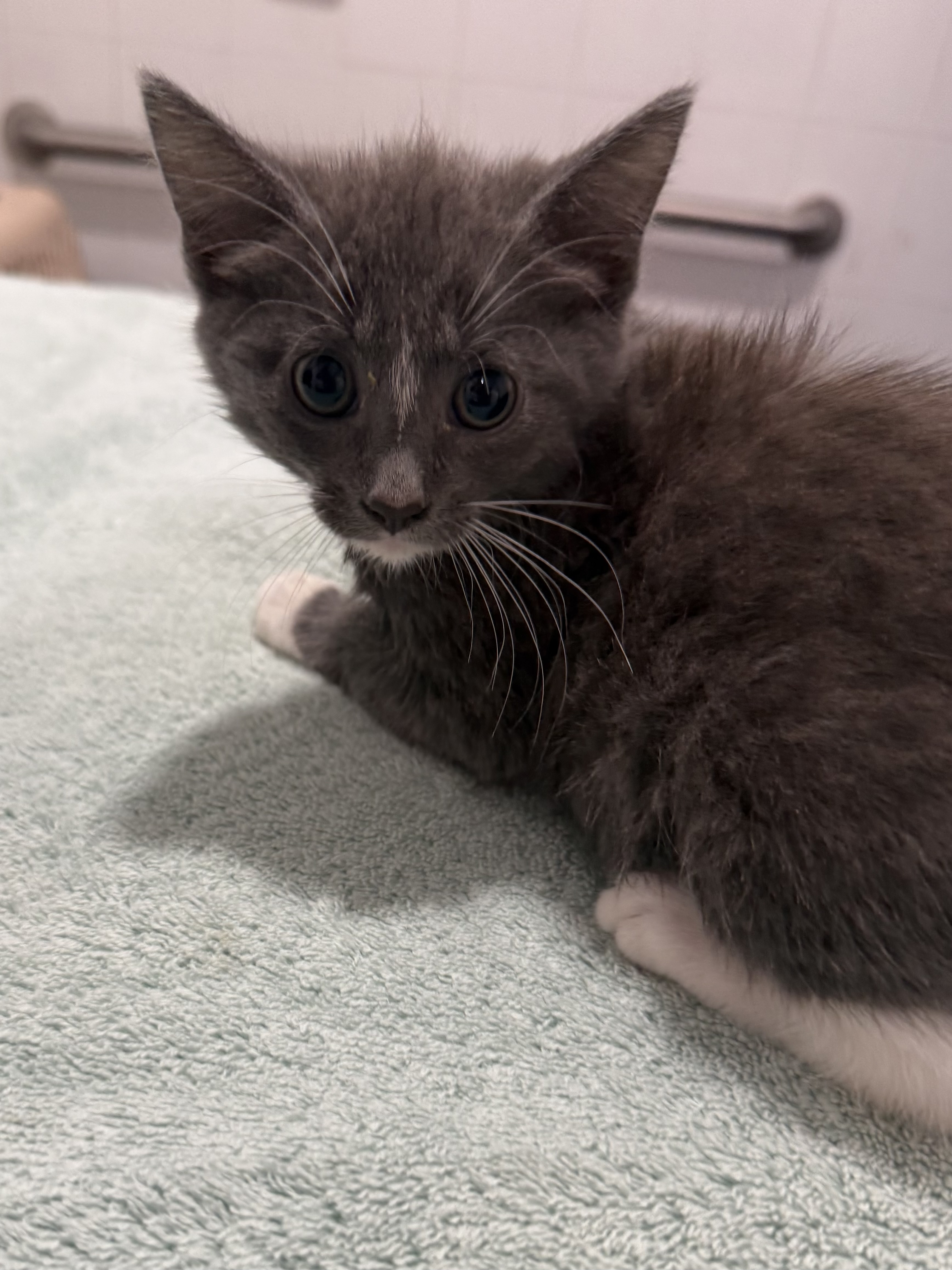 Shelter Stray Female Cat last seen property, Floral City, FL, 4030 S Airport Rd, Inverness, FL 34450, USA