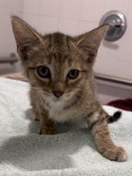 Shelter Stray Female Cat last seen property, Floral City, FL, 4030 S Airport Rd, Inverness, FL 34450, USA