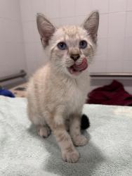 Shelter Stray Male Cat last seen property, Floral City, FL, 4030 S Airport Rd, Inverness, FL 34450, USA