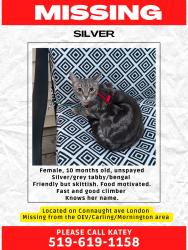 Reunited Female Cat last seen Connaught avenue, London ontario, London, ON N5Y