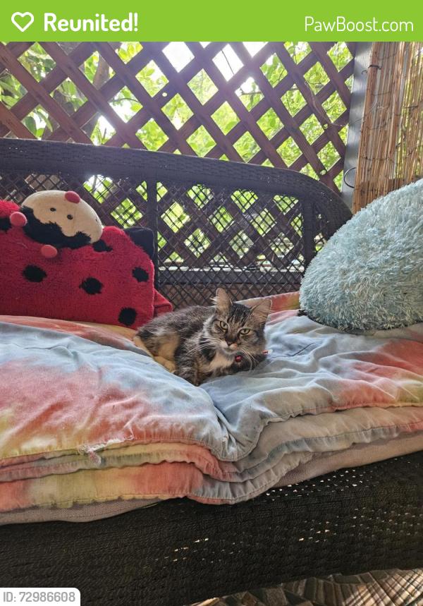 Reunited Unknown Cat last seen 8th and Martin Luther King, Sacramento, CA 95817