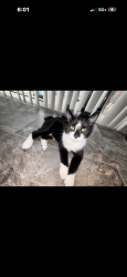 Lost Male Cat last seen Cedar point lane townhouses , Harrisonburg, VA 22802