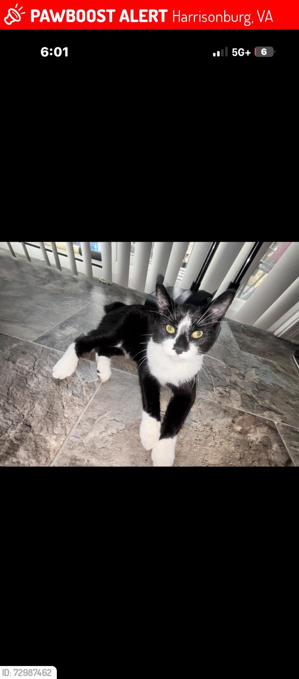 Lost Male Cat last seen Cedar point lane townhouses , Harrisonburg, VA 22802