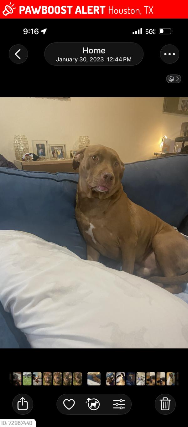 Lost Male Dog last seen Lee Road, Houston, TX 77032